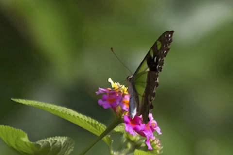 Macleay's Swallowtail (Graphium macleayanum)